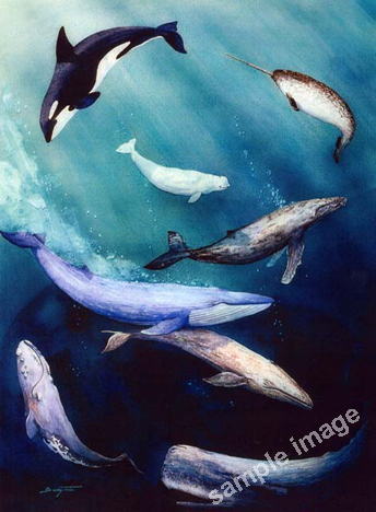 This painting features 8 pacific coast whales by Barry Tate